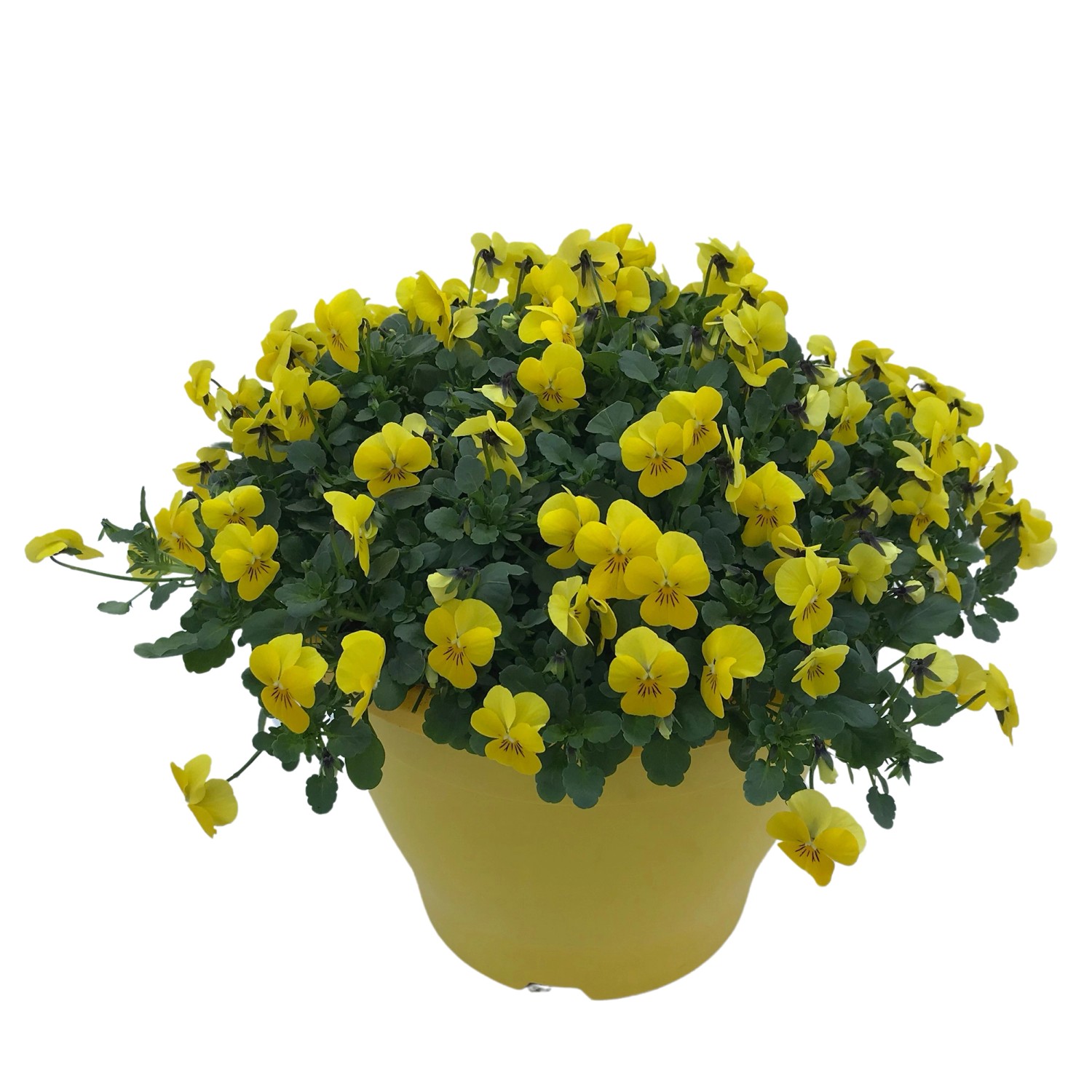 Hornveilchen Mix Höhe ca. 20 30 cm TopfØ ca. 26 cm Viola cornuta