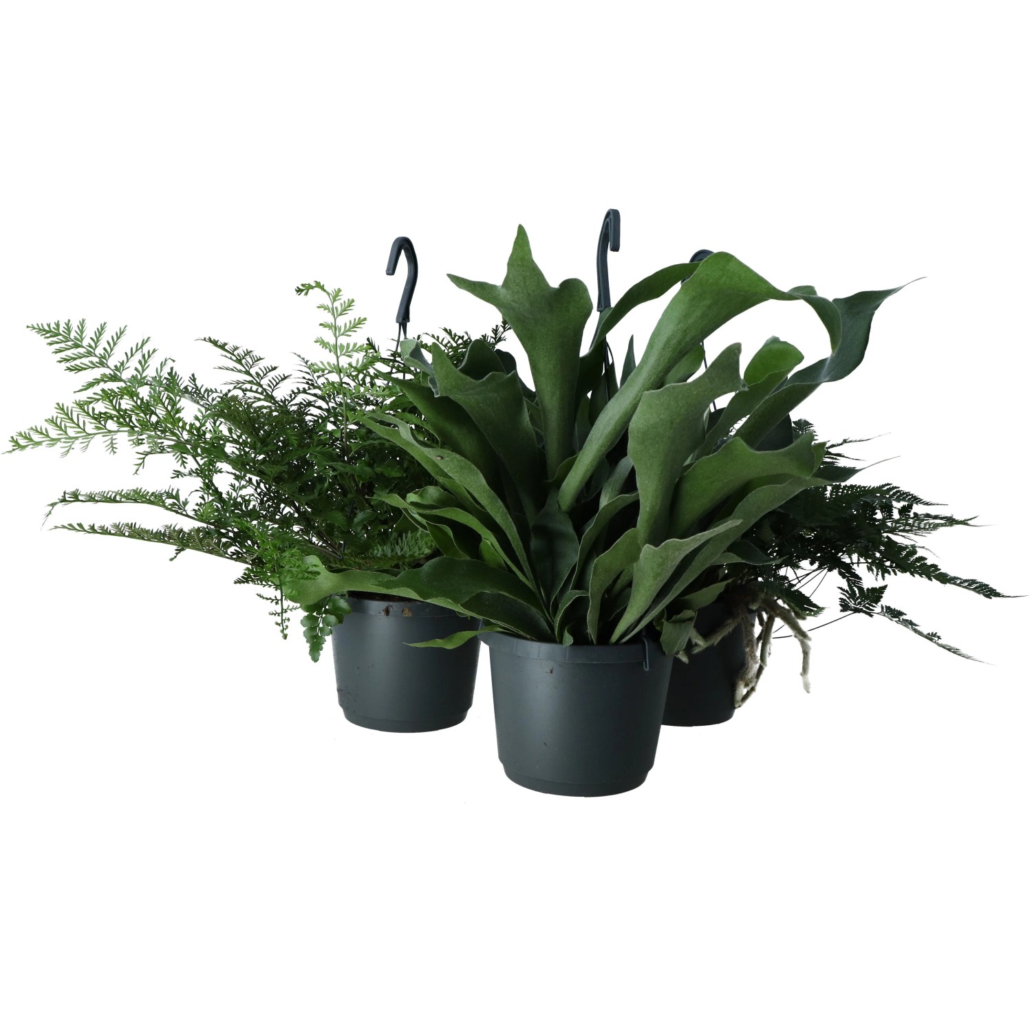 GROW by OBI Farn-Ampel Sortenauswahl Topf- ca. 17 cm kaufen bei OBI