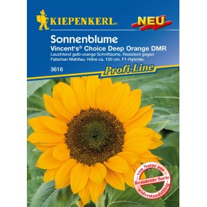 Kiepenkerl Sonnenblume 'Vincent's Deep Orange' mit leuchtend orange Blüte, ideal als Schnittblume.