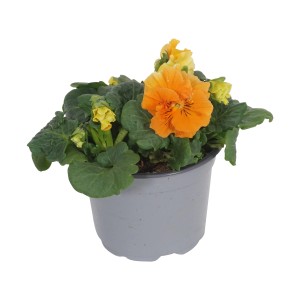 Orangefarbenes Stiefmütterchen Orchid im Topf, ideal für die Frühjahrsbepflanzung.