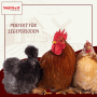 Drei Hühner, darunter Hahn und Seidenhuhn, vor Bauernhof. Supravit Legemehl für Hühner, ideal für Legeperioden.