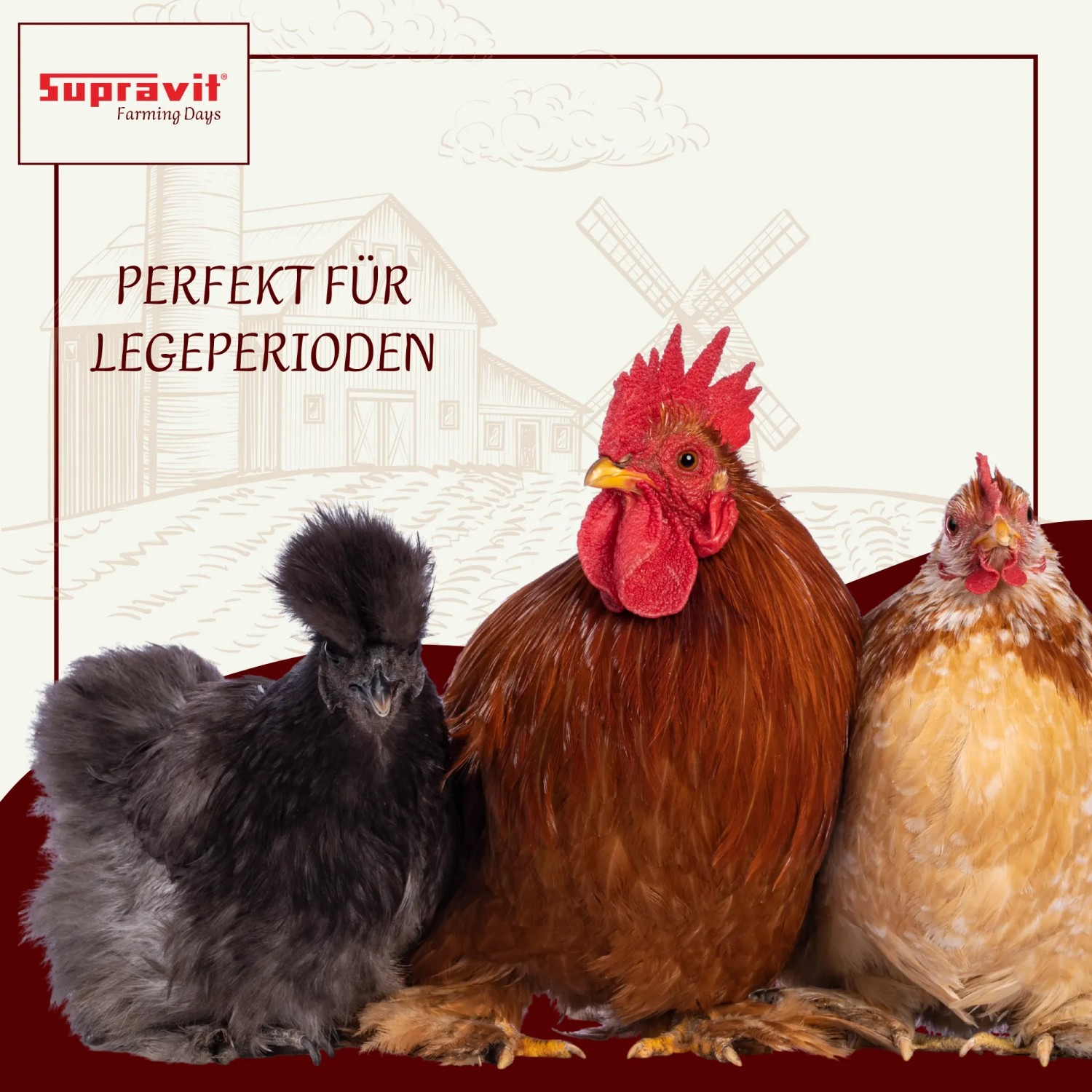Drei Hühner, darunter Hahn und Seidenhuhn, vor Bauernhof. Supravit Legemehl für Hühner, ideal für Legeperioden.
