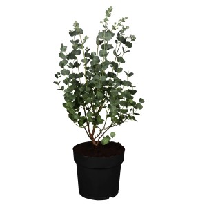 Eukalyptus (Eucalyptus gunnii) im Topf, ca. 10-20 cm hoch, mit blaugrünem Laub.