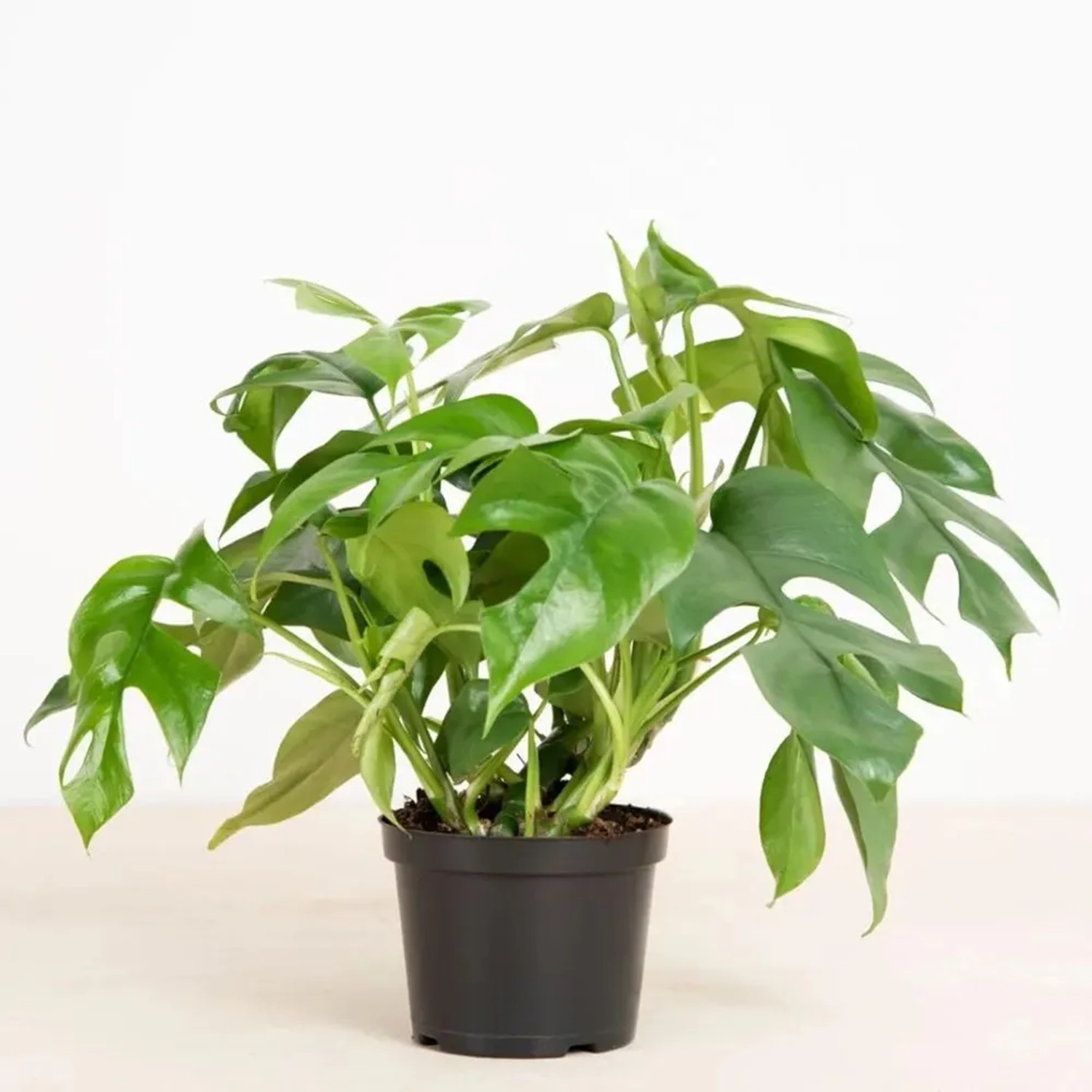 GROW by OBI Fensterblatt Hhe ca. 25-35 cm Topf  ca. 12 cm Monstera Minima  kaufen bei OBI