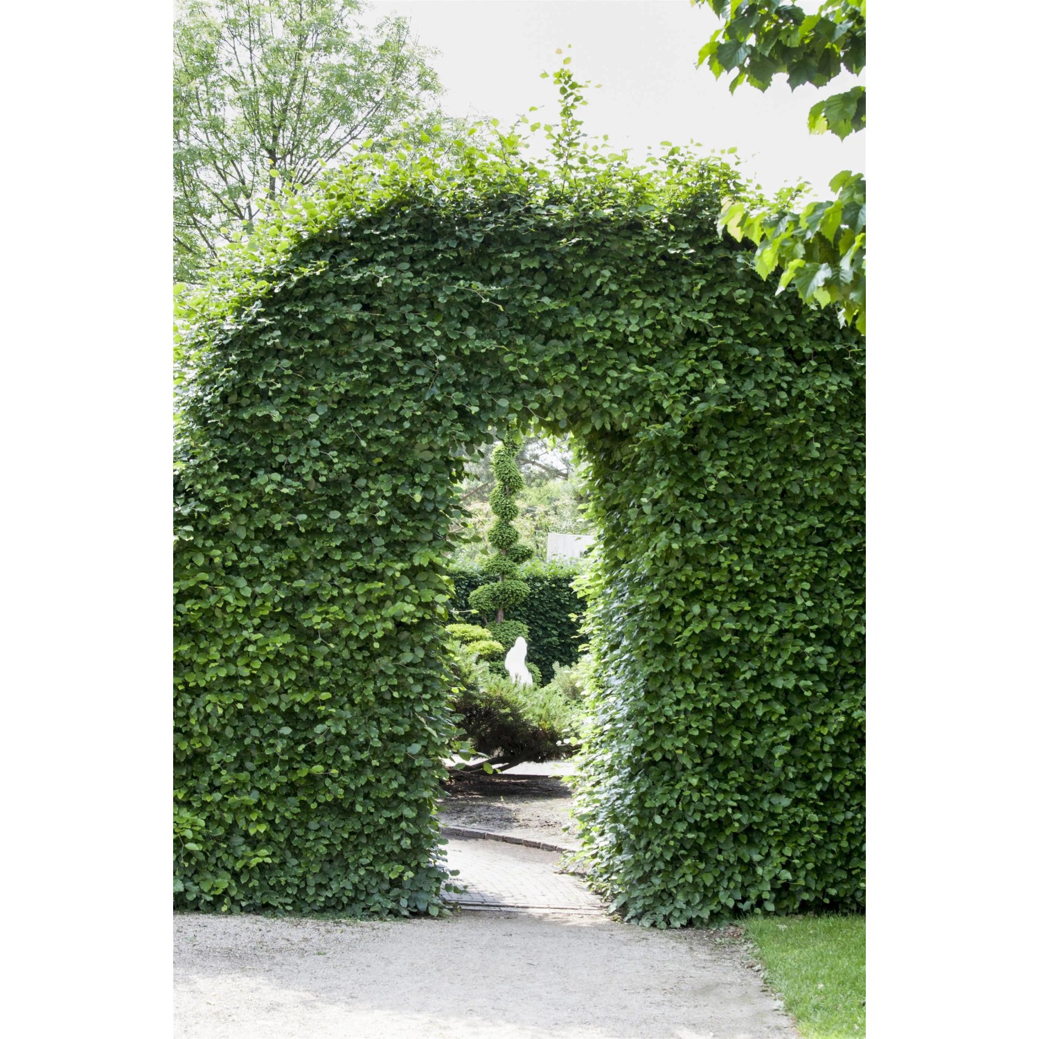 Rotbuche Set  80 Stck Hhe ca. 125 - 150 cm Topf ca. 5 l Fagus sylvatica  kaufen bei OBI