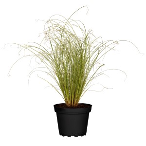 Japan Segge 'Phoenix Green' im Topf, hellgrünes Ziergras für sonnige bis halbschattige Standorte.