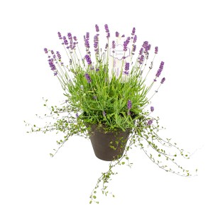 GROW by OBI Lavendel Blau mit Mühlenbeckia im Topf, ca. 16 cm Ø. Duftende Kübelpflanze für Balkon und Garten.