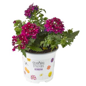 Garten-Eisenkraut Farbmix im Topf, verschiedene Farben wie Lila und Dunkelrot.