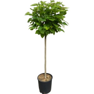Kugeltrompetenbaum (Catalpa) im Topf, ca. 110 cm hoch, grüne Blätter. Ideal als Hausbaum für Garten oder Terrasse.