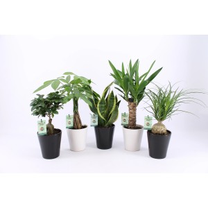 Grünpflanzen-Mix im Topf (Ø 13cm): Verschiedene, pflegeleichte Zimmerpflanzen in Deko-Töpfen.