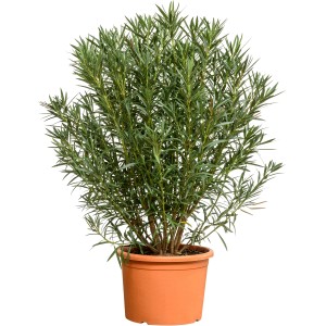 Oleander Busch, ca. 180-200 cm, im Topf. Kübelpflanze für Terrasse und Garten.