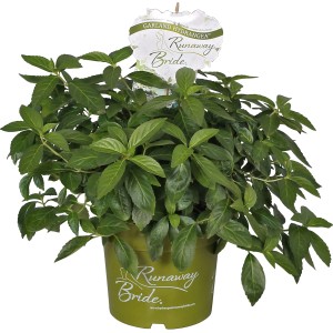 Girlanden-Hortensie "Runaway Bride" Weiß Topf ca. 6 l Hydrangea