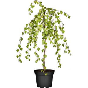 GROW by OBI Trauerbirke "Youngii" Gelb Höhe ca. 100 -120 cm Topf ca.15 l Betula