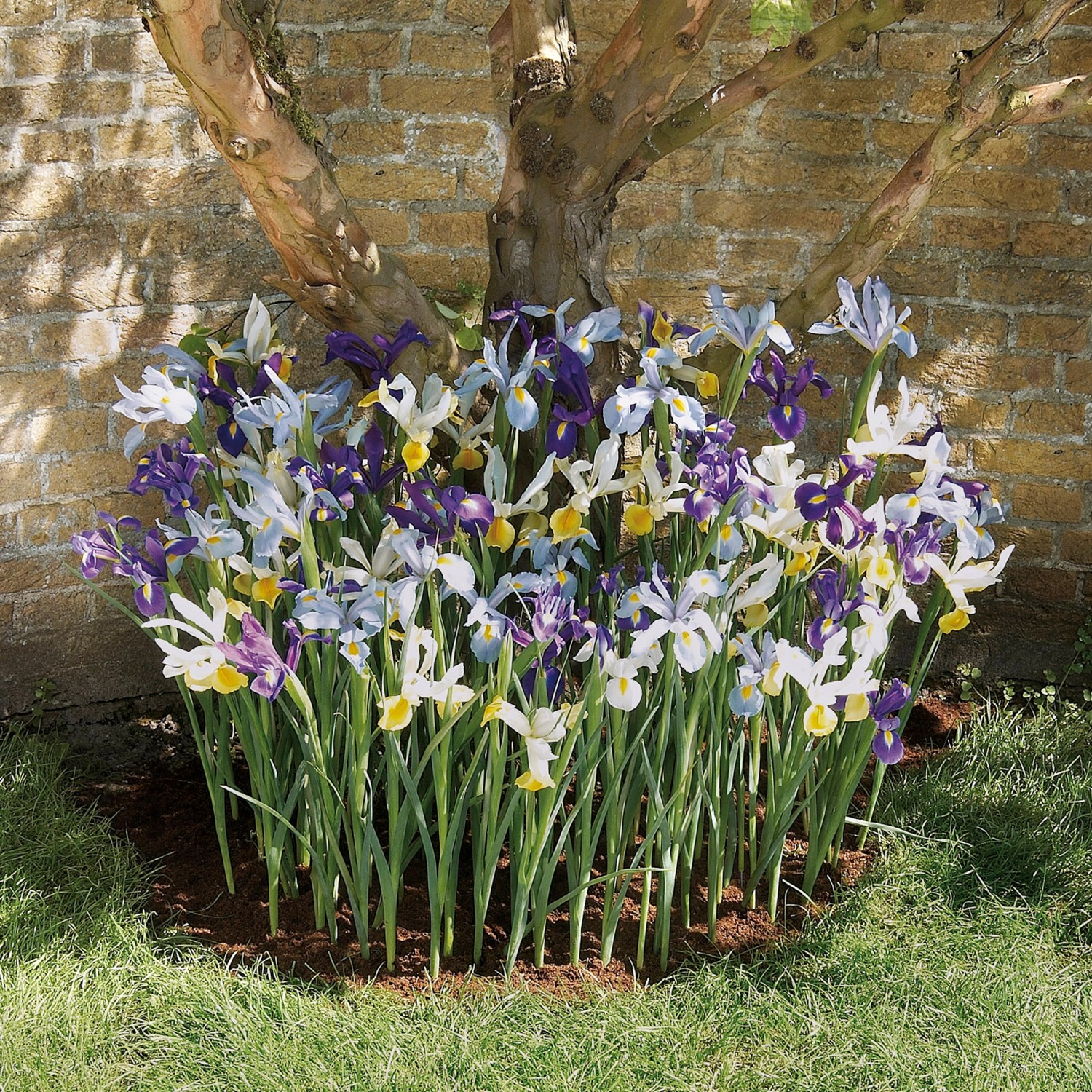 Iris hollandica Mischung 50 Stück kaufen bei OBI