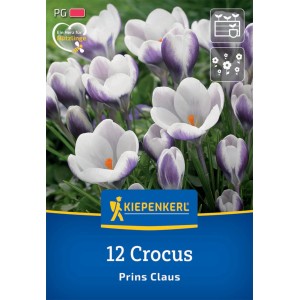 Kiepenkerl Krokus Prins Claus, 12 Stück. Weiße Blüten mit violetten Akzenten. Blumenzwiebeln für Frühjahrsblüher.