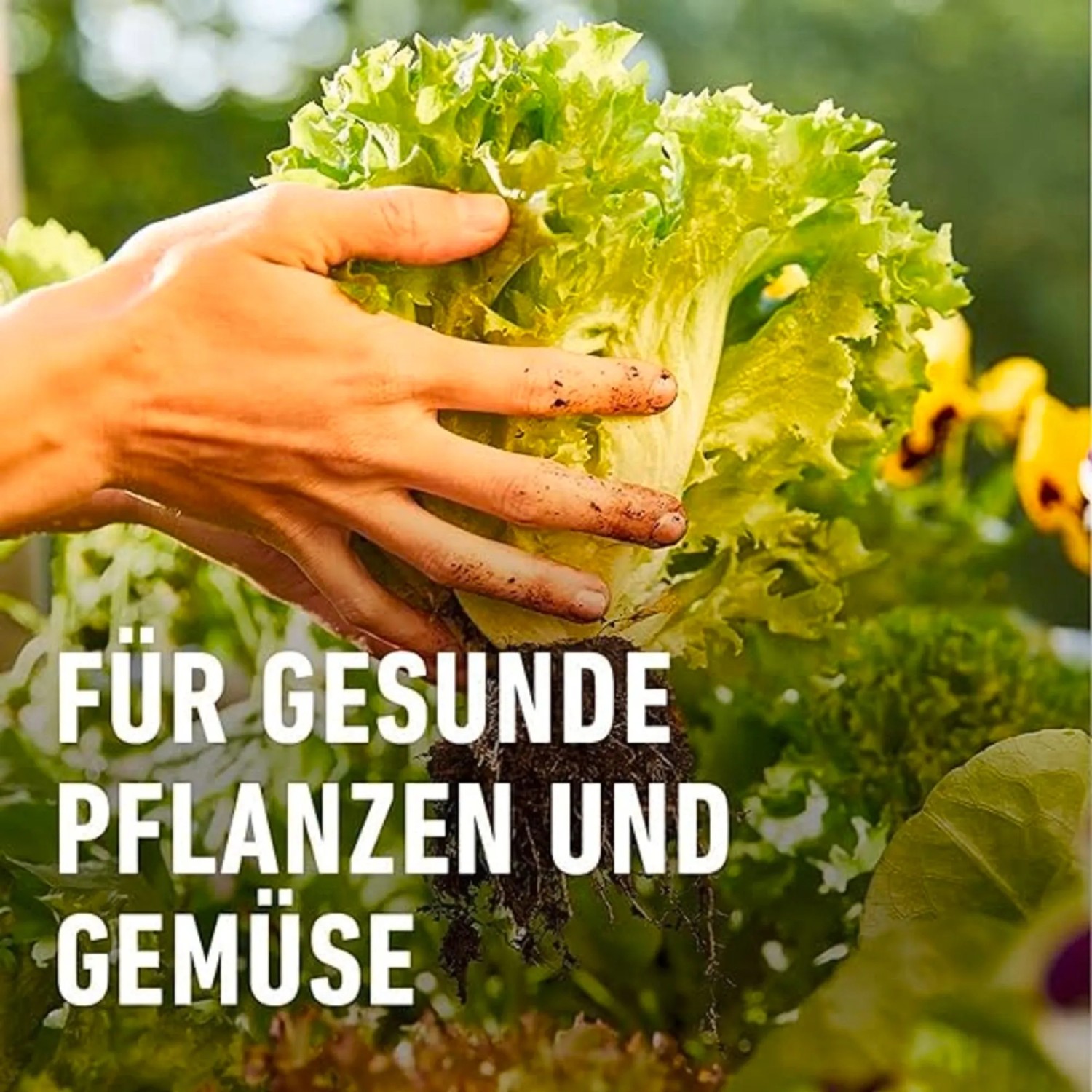hanfpalme welcher dnger Palmen Dnger 1.5Kg - Palmen dngen mit NPK Palmendnger