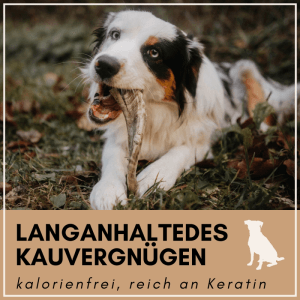 Weiß-brauner Hund kaut auf Supravit Schafhorn Kauspielzeug. Splitterfreier Hundeknochen für Zahnpflege & langanhaltenden Kauspaß.