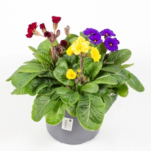 Hohe Schlüsselblume Trio im Topf mit gelben, roten und violetten Blüten.