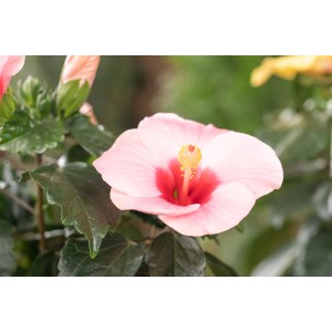 Chinesischer Roseneibisch 'Cato' mit rosa Blüte im Topf, Detailaufnahme.