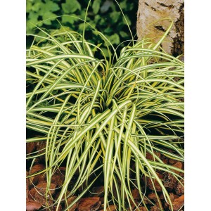 Japan Goldsegge 'Evergold' im Topf, Ziergras mit gelb-grünen Blättern.