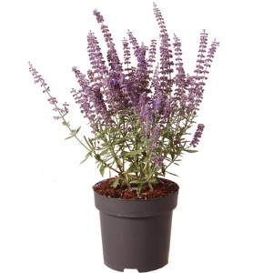 GROW by OBI Blauraute "Prime Time" Höhe ca. 40 cm Topf 2,8 l Perovskia atriplic.