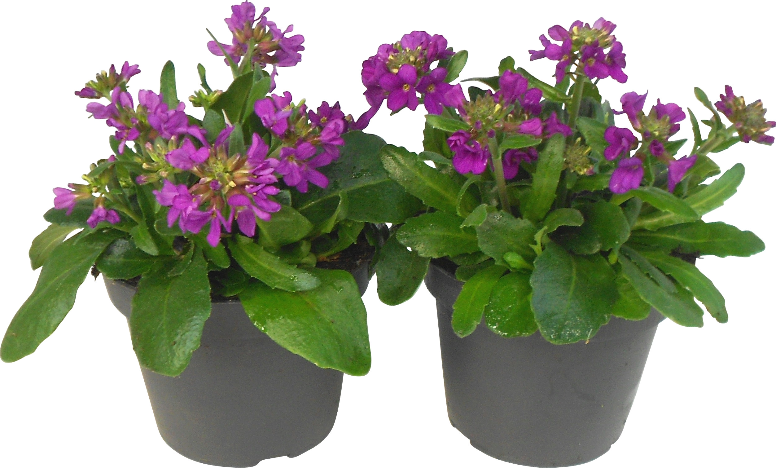 OBI Living Garden Gänsekresse Rosarot TopfØ ca. 13 cm Arabis kaufen