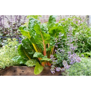 Kiepenkerl Bunter Mangold Bright Lights im Beet mit farbigen Stielen.