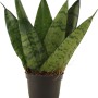Bogenhanf 'Fan' (Sansevieria zeylanica) im schwarzen Topf, eine immergrüne Grünpflanze mit hell- und dunkelgrünen Blättern.