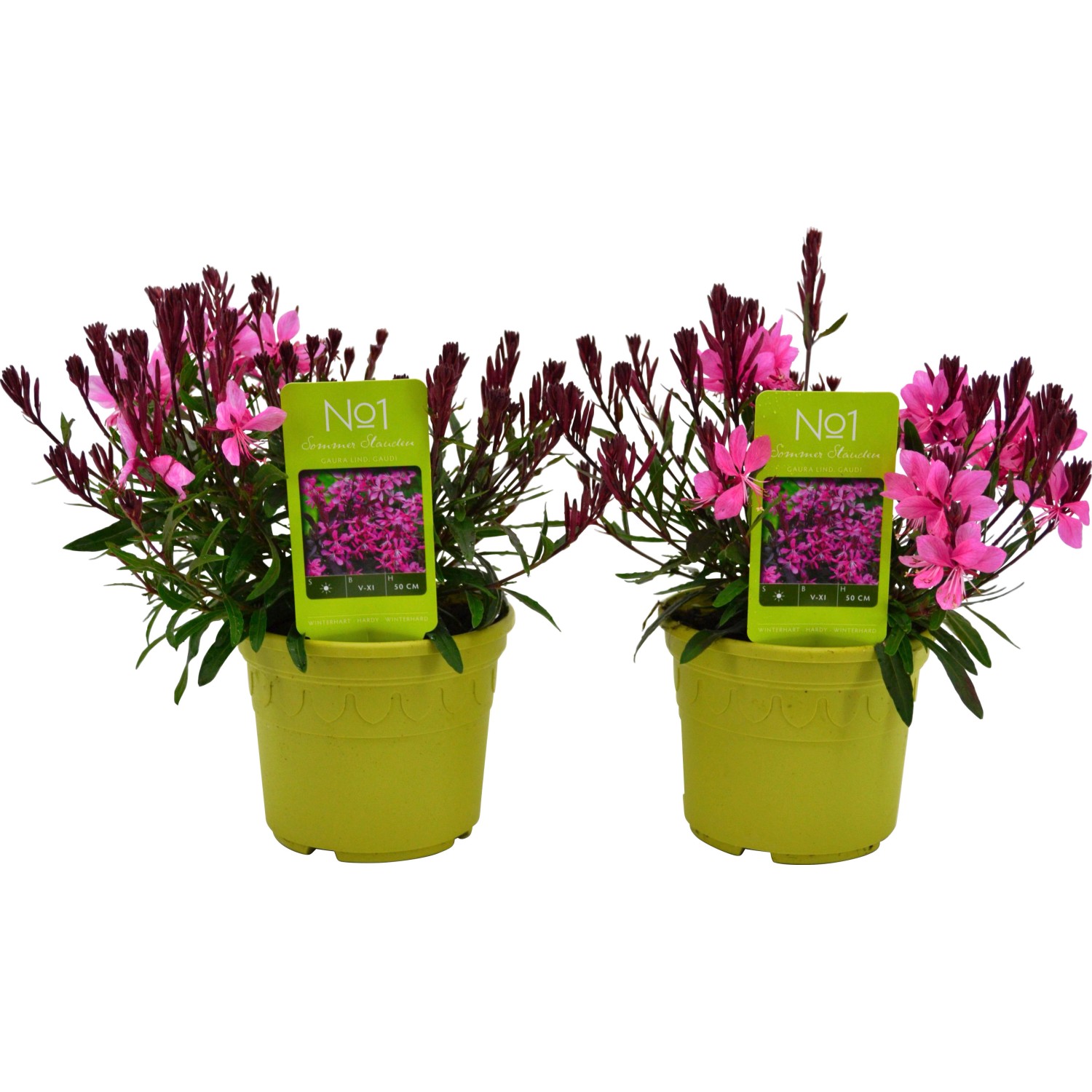 Prachtkerze TopfØ ca. 14 cm Gaura lindheimeri kaufen bei OBI