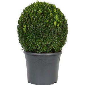 Buchsbaum Kugel im Topf, ca. 40-50 cm hoch, Formschnittgehölz für Garten und Terrasse.