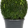 Buchsbaum Kugel im Topf, ca. 40-50 cm hoch, Formschnittgehölz für Garten und Terrasse.