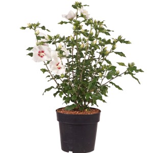 Garteneibisch Red Heart im Topf, ca. 50-60 cm hoch, mit weißen Blüten und rotem Herz.