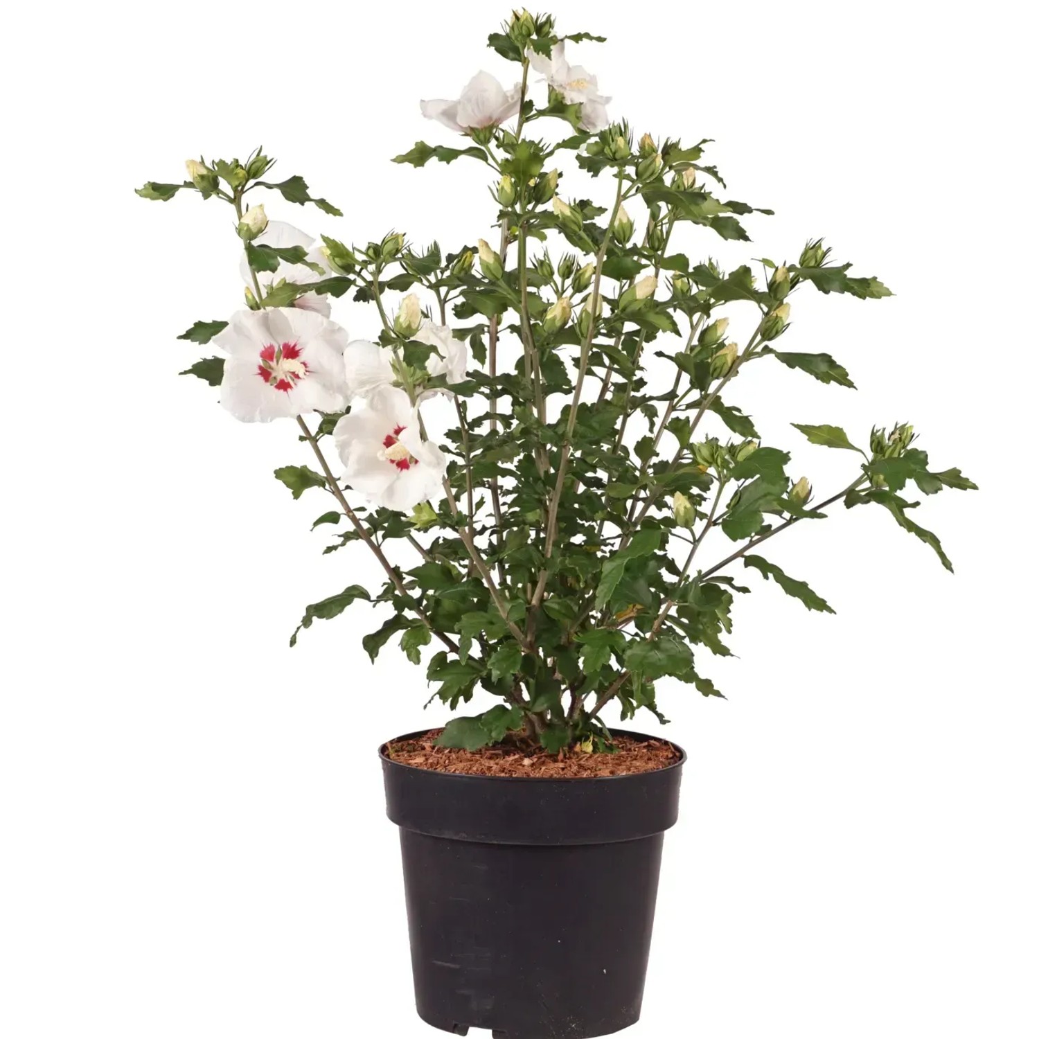 Eibisch (Hibiskus) kaufen bei OBI