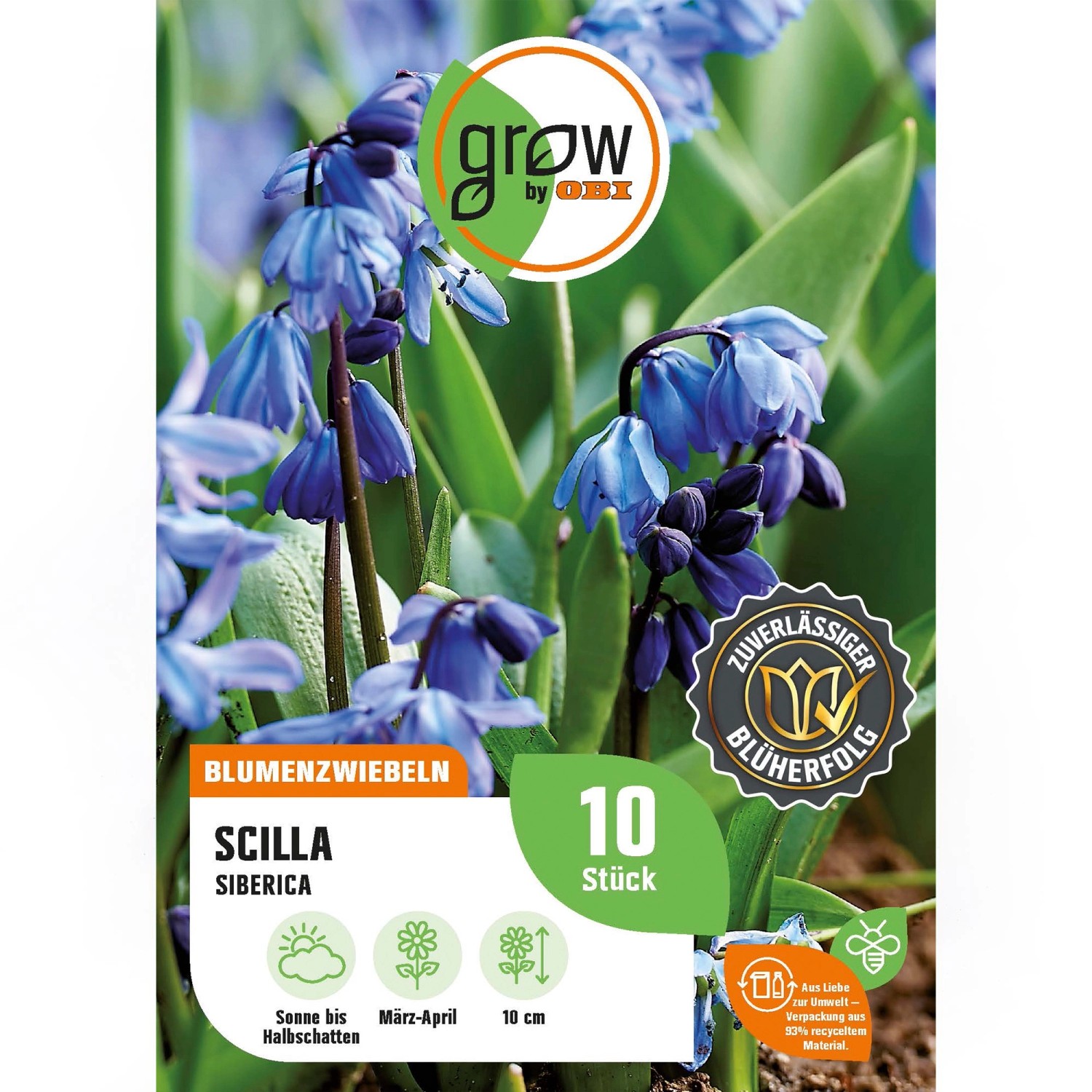 GROW by OBI Sibirischer Blaustern: Blaue Scilla siberica Blumenzwiebeln, blühend im Beet.