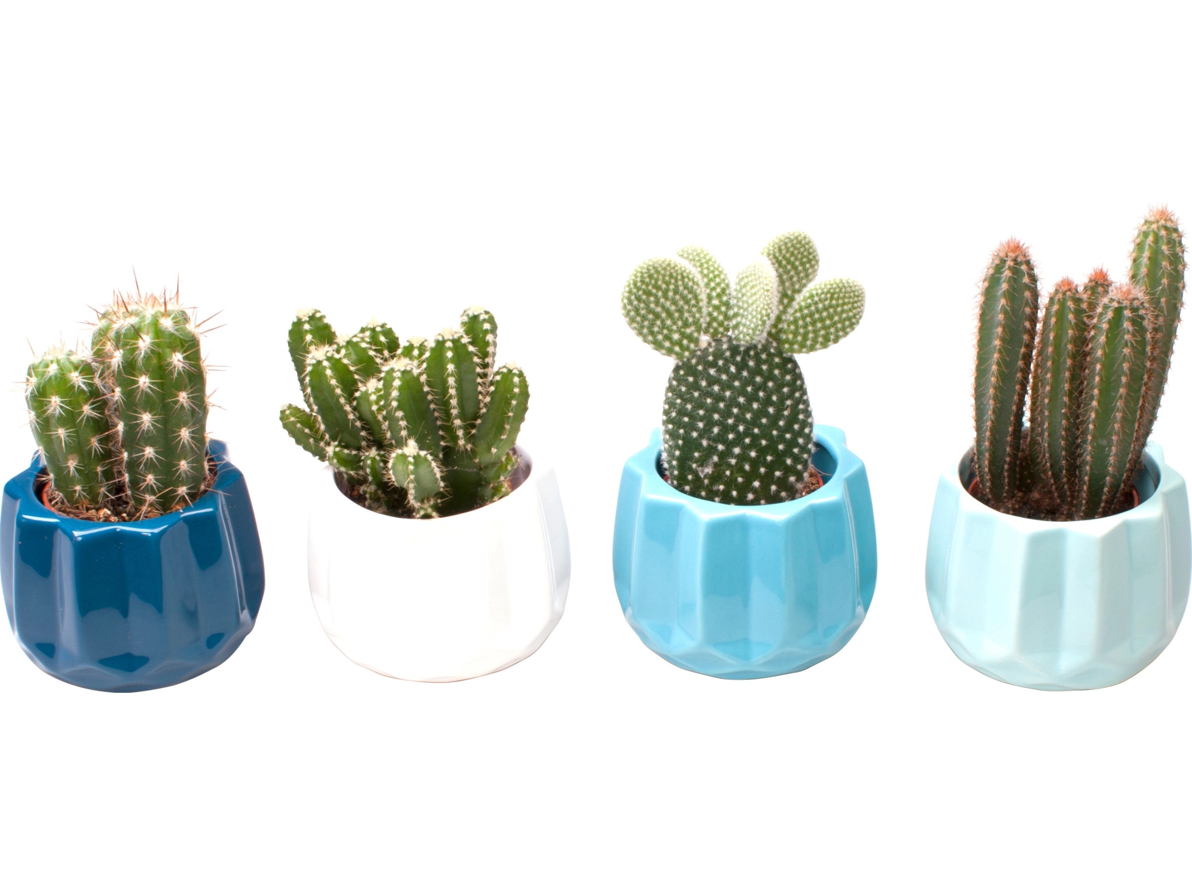 Moderne Sukkulenten-Töpfe Aus Keramik – Set Mit 3 Geometrischen Blumentöpfen In Aqua, Creme, Grau