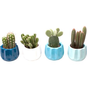 Arrangement mit Mini-Kakteen in Keramik-Töpfen (Ø 6 cm) in verschiedenen Farben.