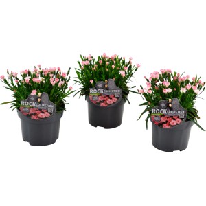 Gartennelke 'Peach Party' im Topf, apricotfarbene Blüten, ideal für Frühjahrsbepflanzung.