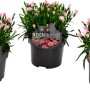 Gartennelke 'Peach Party' im Topf, apricotfarbene Blüten, ideal für Frühjahrsbepflanzung.