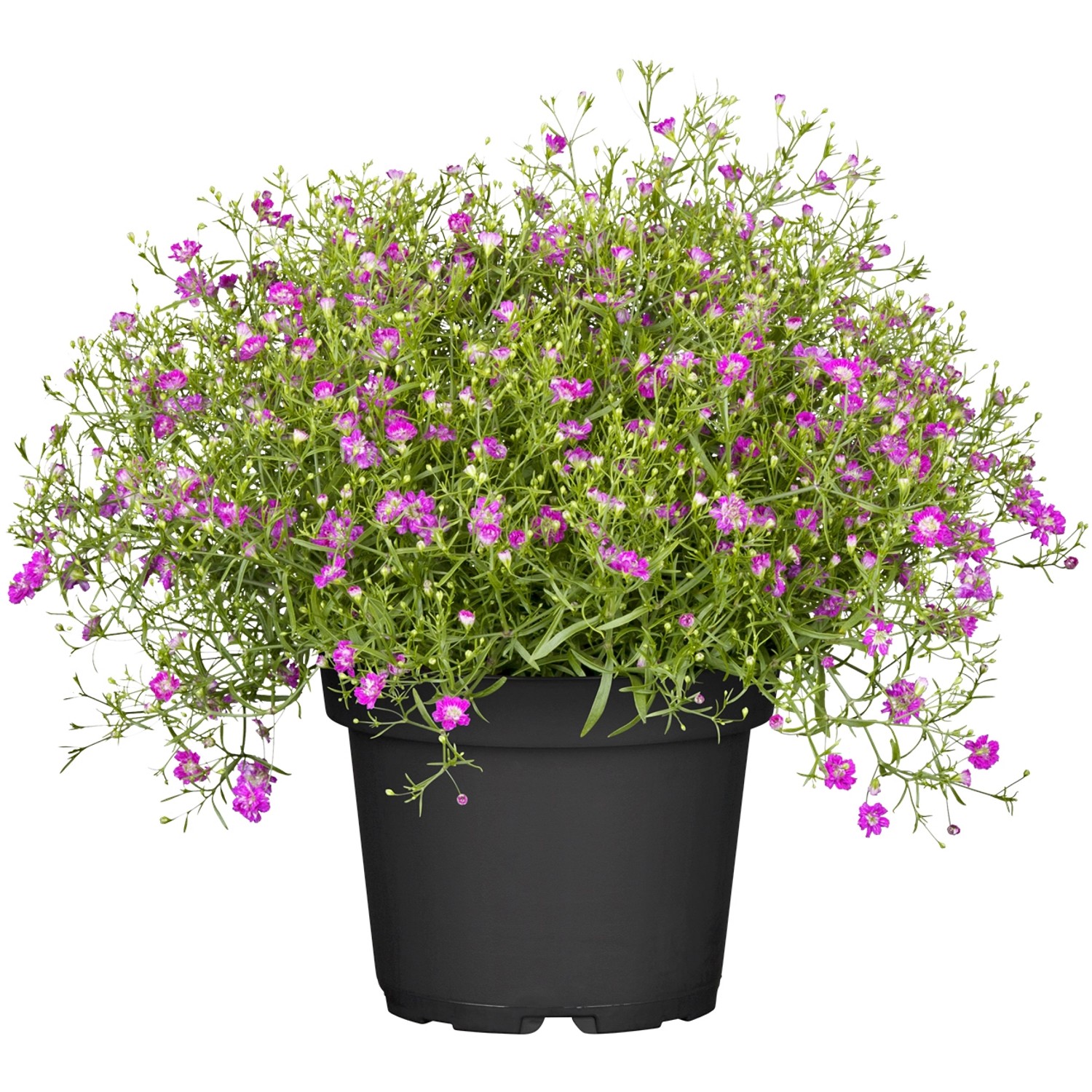 Schleierkraut im Topf, Gypsophila muralis mit zarten, pinkfarbenen Blüten. Kübelpflanze für Beet und Balkon.