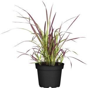 GROW by OBI Blutgras "Red Baron" Topf-Ø ca. 12 cm Imperata