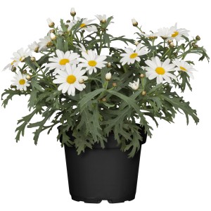Strauchmargerite im Topf, weiße Blüten mit gelber Mitte, Kübelpflanze für Balkon und Terrasse.