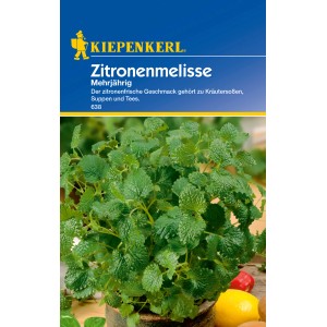 Kiepenkerl Zitronenmelisse (mehrjährig) im Topf, grüne Blätter. Kräutersamen für Garten und Küche.