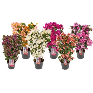 Mehrfarbige Drillingsblumen (Bougainvillea glabra) als Spalier im Topf, ca. 70 cm hoch.