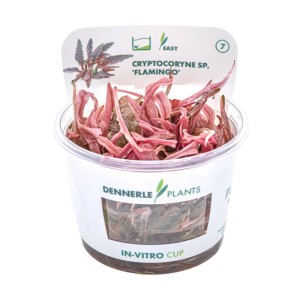 Dennerle Aquariumpflanze Cryptocoryne Spec. Flamingo In-Vitro im Topf mit rosa Blättern.