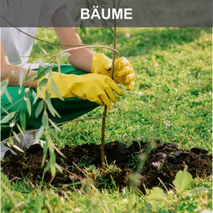 Person pflanzt Baum mit Scheppach Erdbohrer vorbereitetes Loch. Baumaschine für Garten.