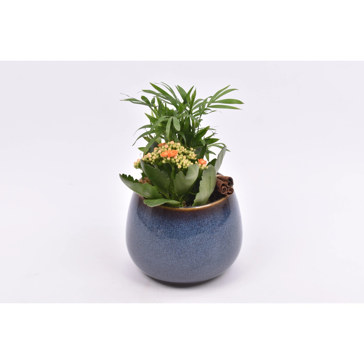 Zimmerpflanzen-Arrangement im blauen Keramik-Gef Topf- ca. 14 cm kaufen  bei OBI