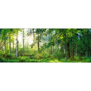 Glasbild Forest Harmony: Waldlandschaft mit Sonnenlicht, 125x50 cm. Wandbild für Wohnräume.