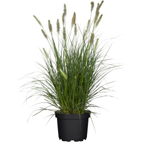 GROW by OBI Lampenputzergras "Hameln" Topf-Ø ca. 19 cm Pennisetum alopecuroides