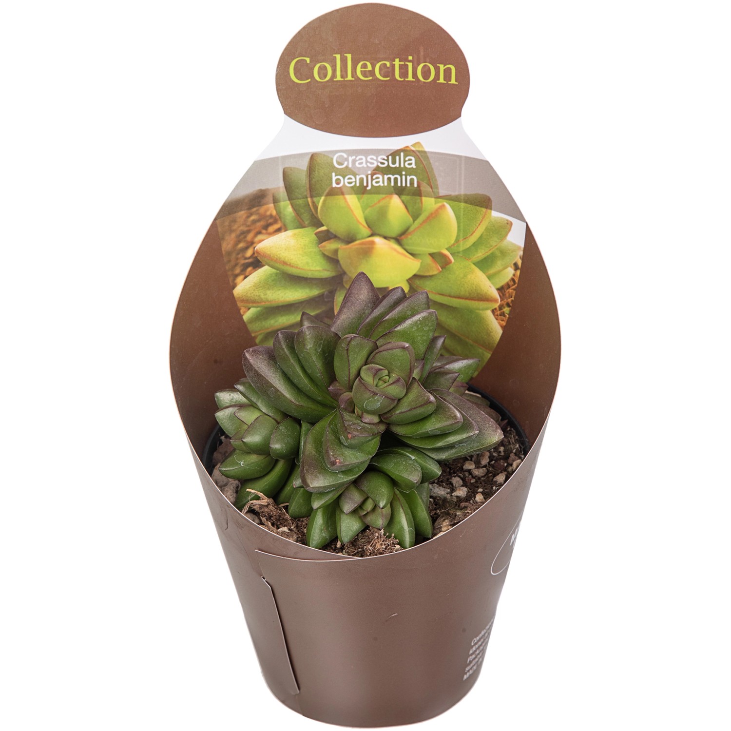 Giromagi Sukkulente, dreifach sortiert, ca. 15-20 cm hoch im 10,5 cm Topf.