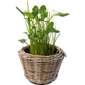 OBI Flechtkorb mit Zantedeschie Topf-Ø ca. 30 cm Zantedeschia aethiopica